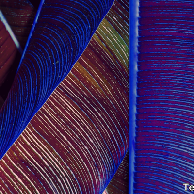 lucid-botany-dark-texturae-510877-rel373fd706.jpg