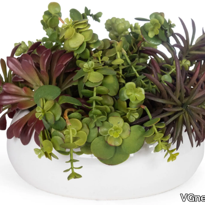 fat-plant-mix-vgnewtrend-585340-reld17ac234.jpg