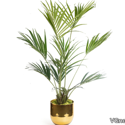 kentia-palm-vgnewtrend-585377-reledcfc485.jpg