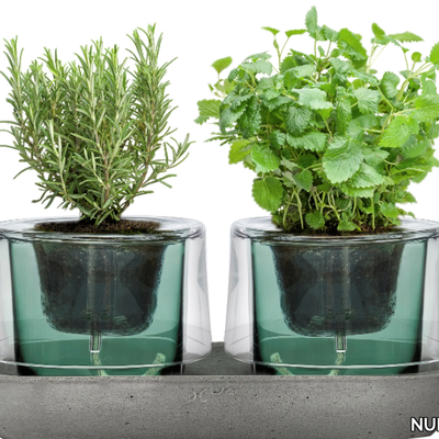 ROOTS-HERB-GARDEN-Nude-Glass-359509-rele4f8ef28.jpg
