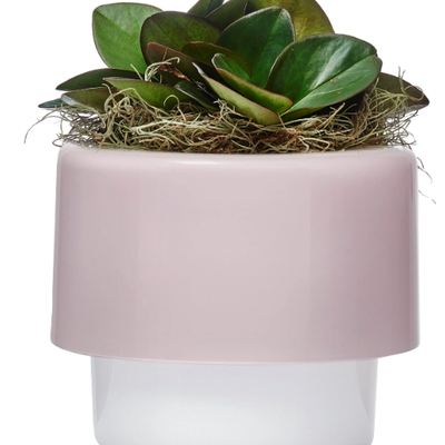 ROOTS-ORCHID-POT-Nude-Glass-359510-rel61564454.jpg