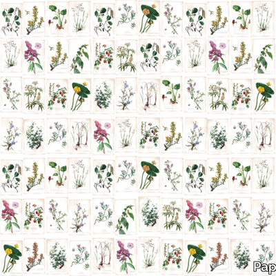 FLEURS-SAUVAGES-PaperMint-620301-relaf152bf.jpg