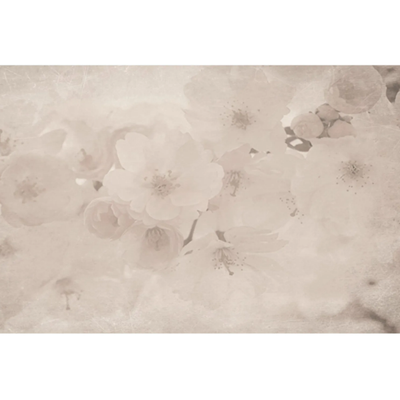 orchid-creativespace-255521-rel219233d4.jpg