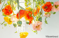 flower-power-new-poppy-round-vgnewtrend-552746-relc56c576e.jpg thumb image