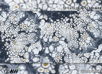 OSSIDIANA-WALLYART-587421-relfc8425af.png thumb image