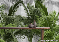 palms-spring-wallpepper-341938-relbccef9cc.jpg thumb image