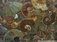 Ammonite-1.jpg thumb image