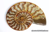 Ammonite-600x400.jpg thumb image