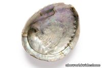 Black-Mother-of-Pearl-shell-600x400.jpg thumb image