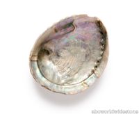 Black-Mother-of-Pearl-shell.jpg thumb image