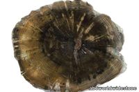 Black-Petrified-Wood-600x400.jpg thumb image