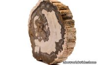 Brown-Petrified-Wood-Retro1-600x400.jpg thumb image