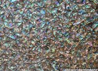 Green-Abalone.jpg thumb image