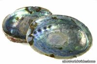 Green_Abalone_shellv1-600x400.jpg thumb image