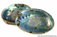 Green_Abalone_shellv1.jpg thumb image