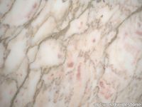Lampsi-Rose-close-upx-1-8448.jpg thumb image