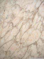 Lampsi-Rose-close-upx-3-8448-scaled.jpg thumb image