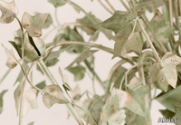 IVY-Abrissi-610272-rel98f42832.jpg thumb image