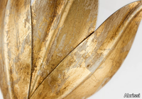 ORCHID-3-LEAVES-Abrissi-611254-rel4ba84f54.jpg thumb image