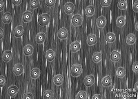 kw0103g-wallpaper-affreschi-affreschi-481709-rel3dde9543.jpg thumb image