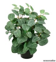 V_Fittonia_gotessons202.jpeg thumb image