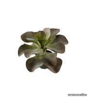 V_Kalanchoe_gotessons.jpeg thumb image