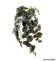 V_Peperomia_gotessons.jpeg thumb image