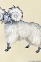 PogoGoat_LR_1-medium-two-thirds.jpg thumb image