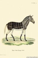 aristo_quagga_drawing-medium-two-thirds.jpg thumb image