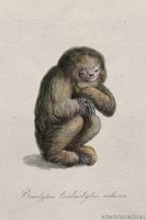 blushing_sloth_drawing-medium-two-thirds.jpg thumb image