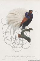 calligraphy_bird_drawing-medium-two-thirds.jpg thumb image