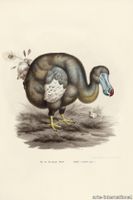 dodo_pavone_drawing-medium-two-thirds.jpg thumb image