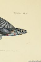 flying_coral_fish_drawing-medium-two-thirds.jpg thumb image