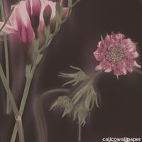 Sunprints_Freesia_24x24-Web.jpeg thumb image