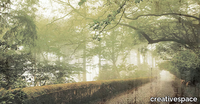 FOREST-CREATIVESPACE-391724-relc5c8e483.jpg thumb image