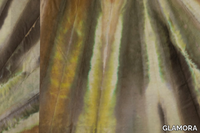 AGAVE-GLAMORA-569952-rel71110329.jpg thumb image