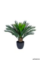 P_160014_Cycas_Palm_Small_gotessons.jpg thumb image