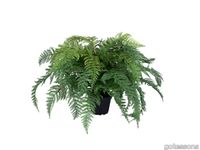 P_160074_Fern_gotessons.jpg thumb image