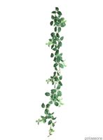 P_Fittonia_girlang_green.jpg thumb image