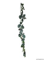 P_Peperomia20girlang20.jpg thumb image