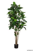 V_160075_Fikus_Robusta_gotessons_1500px.jpg thumb image