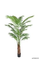 V_Areca_Palm_Gotessons_1500px.jpg thumb image