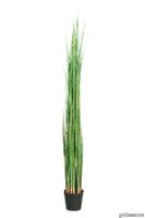 V_Grass_Large_Gotessons_1500px.jpg thumb image