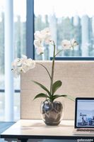 V_Orchid_Phalaenopsis_Gotessons_1500px.jpg thumb image