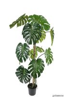 V_Monstera_Gotessons_1500px.jpg thumb image