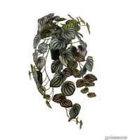 V_Peperomia_gotessons.jpg thumb image