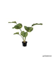 V_calathea_550_green.jpg thumb image