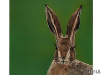 hare-ici-et-la-604604-rel80ae87c0.jpg thumb image