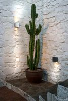 Marset-Lampara-Lab-Cactus-801x1200.jpg thumb image