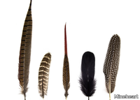 Magic-Magnetic-Feathers-Woodland-Mineheart-198618-rel9cb066af.jpg thumb image